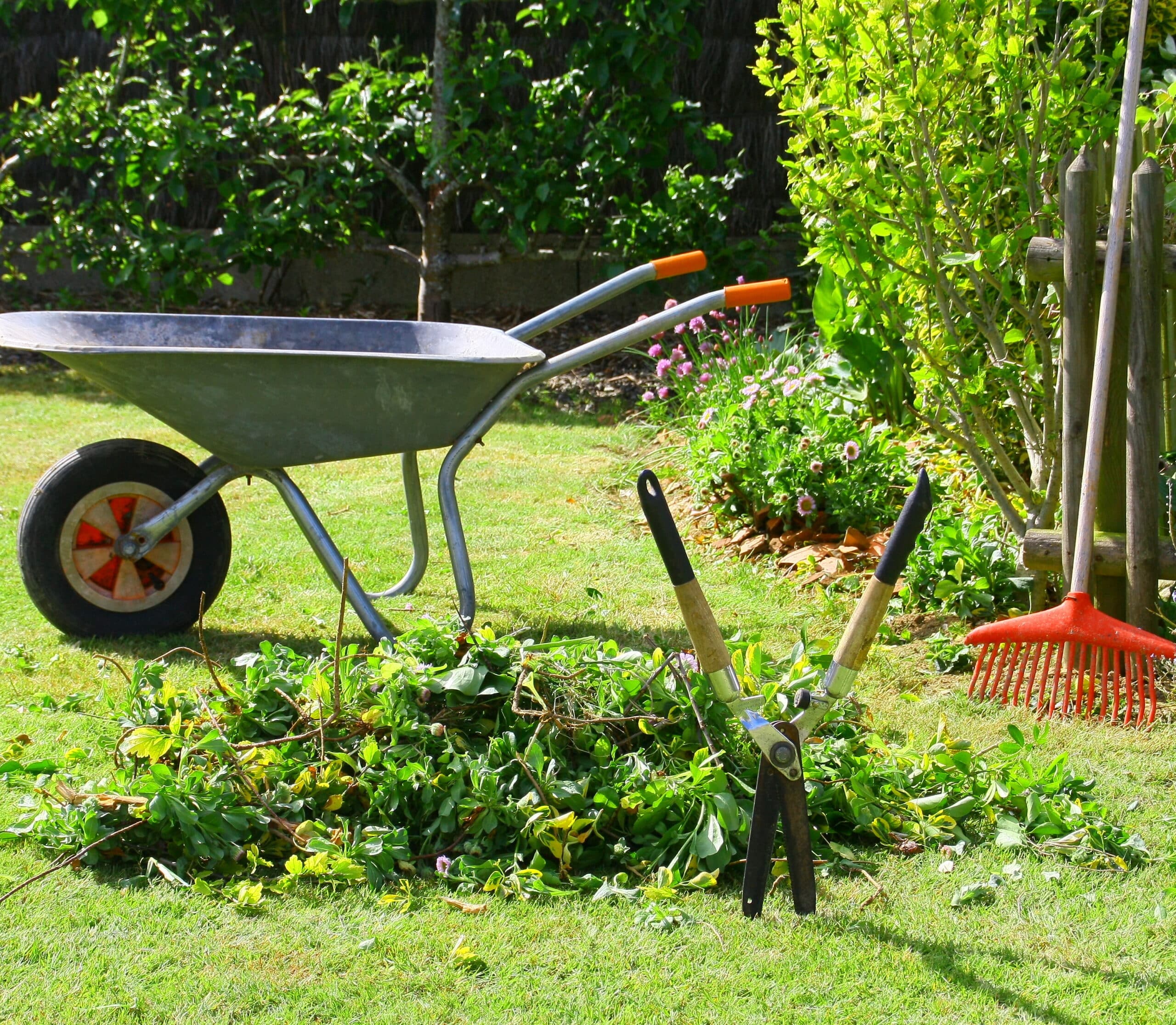 Outils de jardin sur pelouse verte après taille: brouette, sécateur, râteau près d'un tas de feuillage fraîchement coupé. Entretien du jardin.