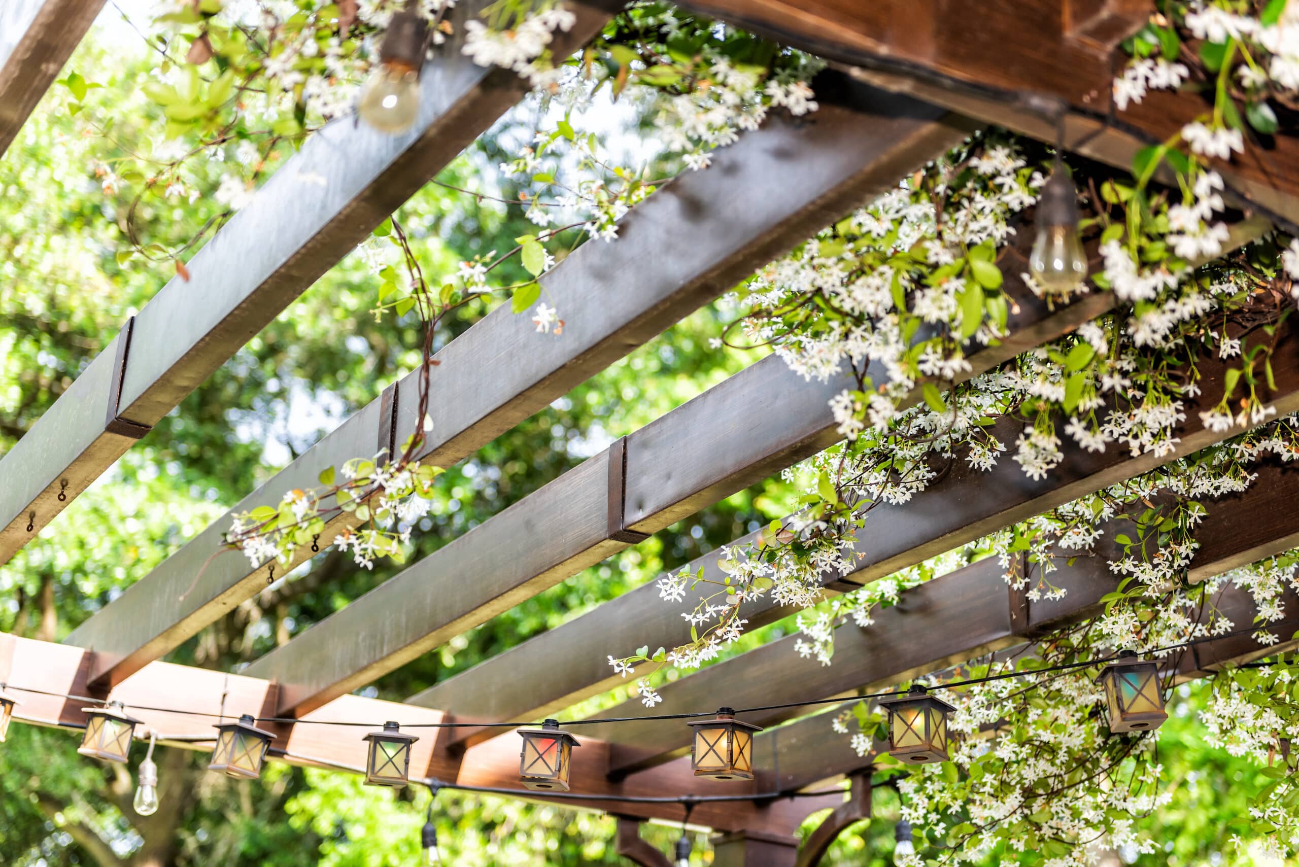 Pergola en bois sombre couverte de fleurs blanches de jasmin et guirlandes lumineuses. Ciel clair et feuillage vert en fond, ambiance printanière.