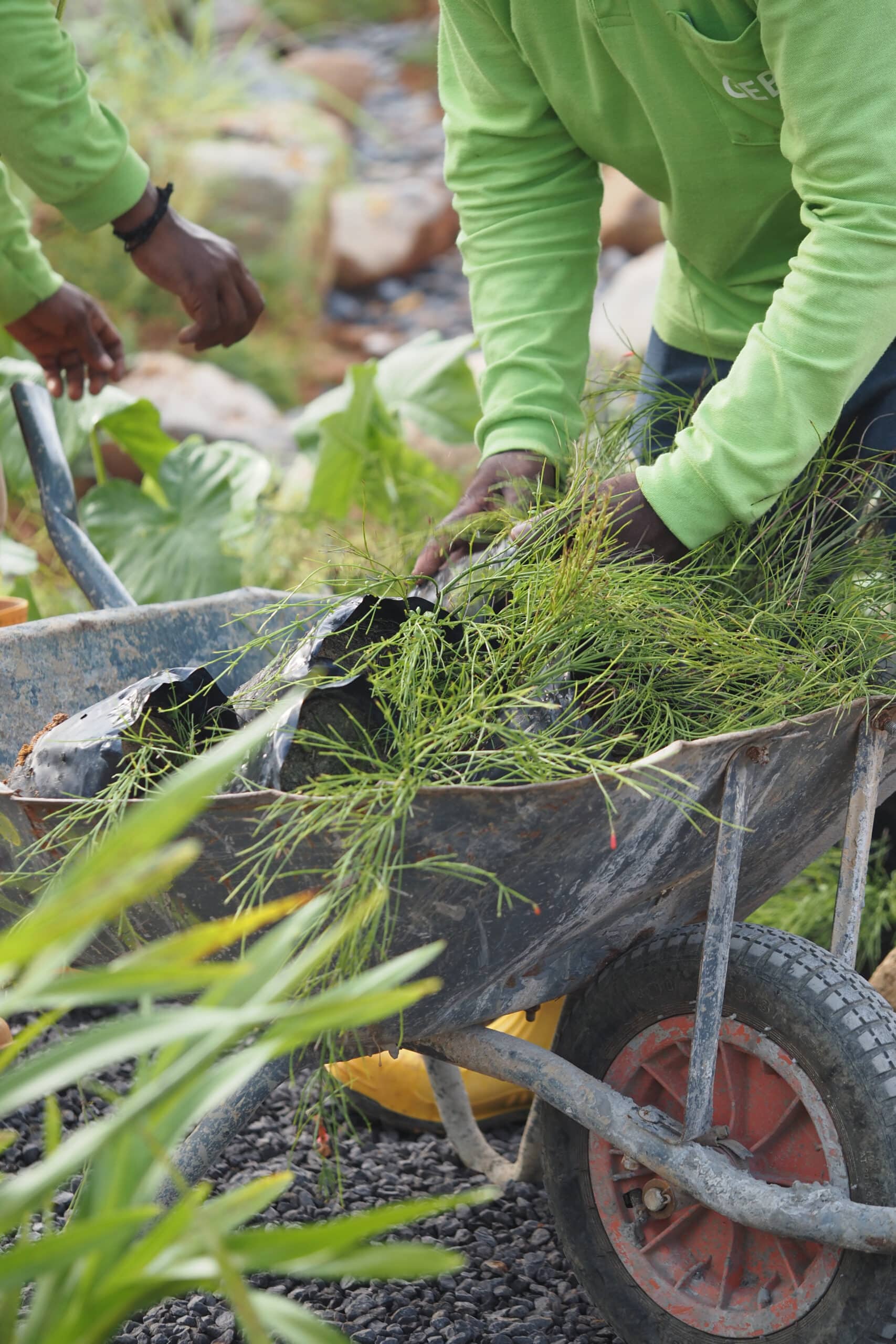 Mains de jardiniers en chemises vertes plantant des jeunes pousses dans une brouette rouillée. L'un remplit la brouette de plantes vertes. Logo "CEB" visible sur une chemise.