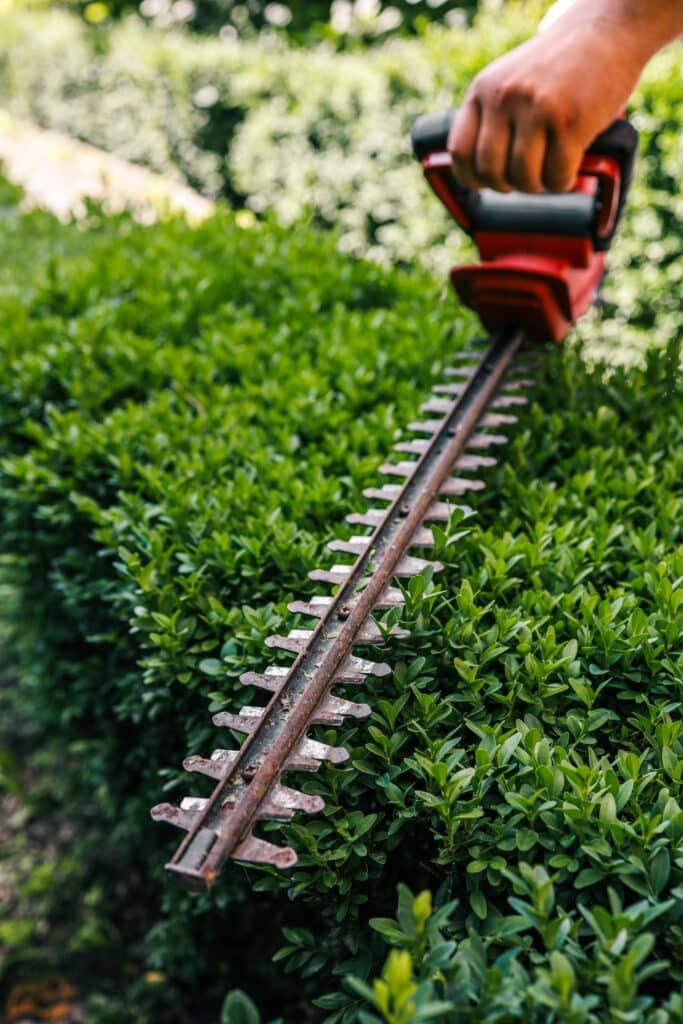 Main utilisant un taille-haie rouge avec lame rouillée pour tailler une haie dense et verte dans un jardin ensoleillé.