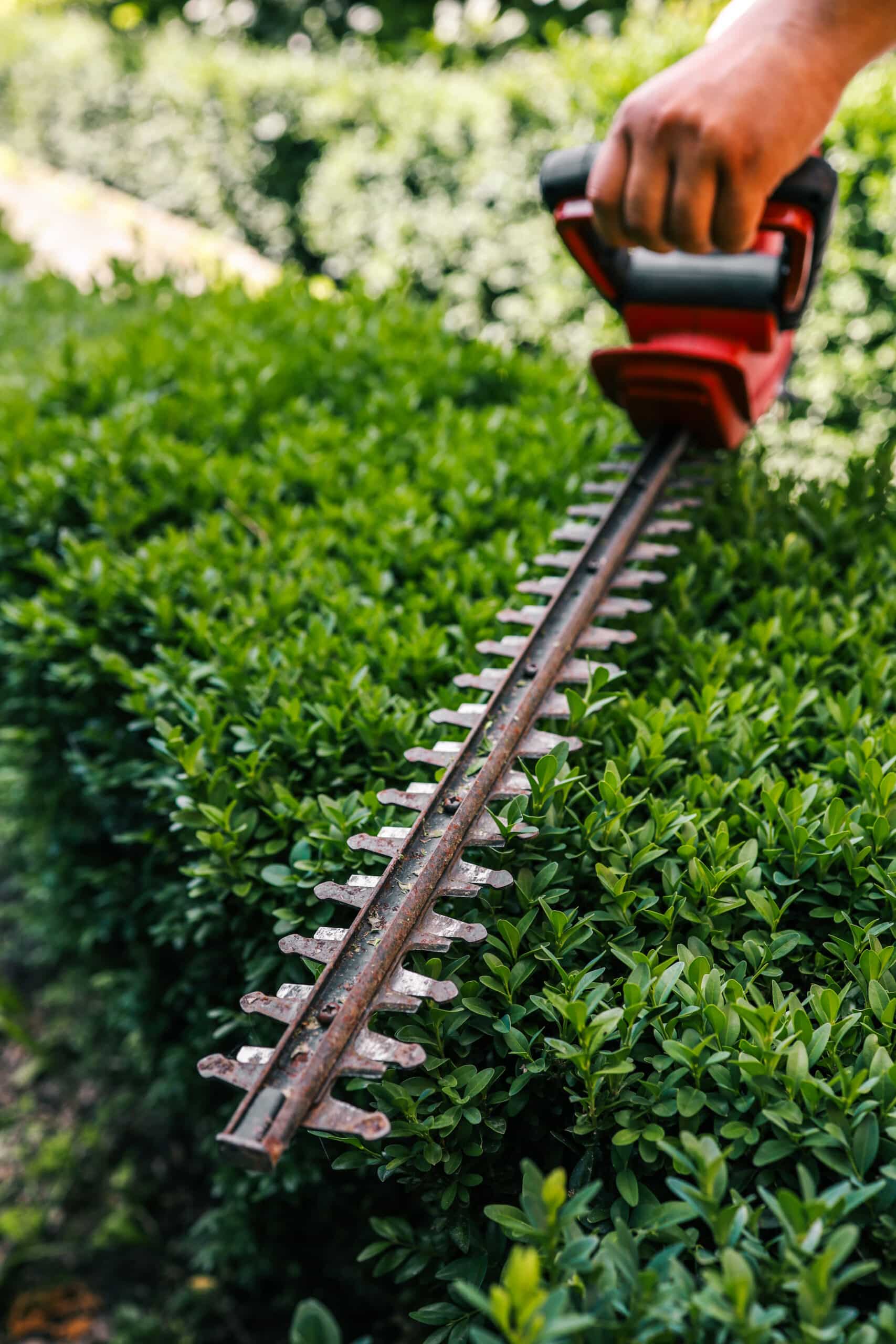 Main utilisant un taille-haie rouge avec lame rouillée pour tailler une haie dense et verte dans un jardin ensoleillé.
